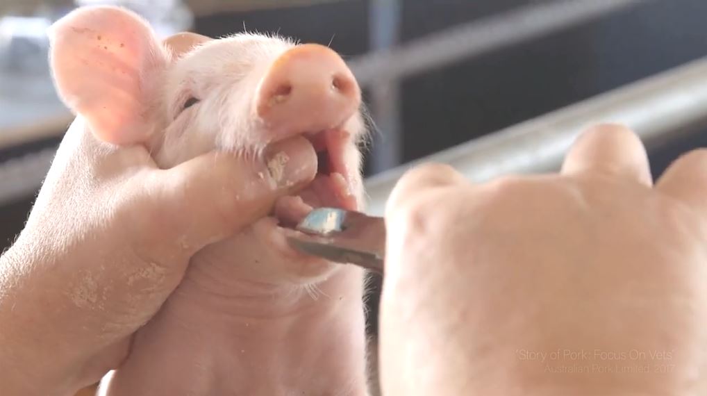 Standard practice (mutilation) piglets Knowledgebase Farm